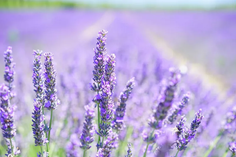 El lila en la naturaleza: la flor de la lavanda