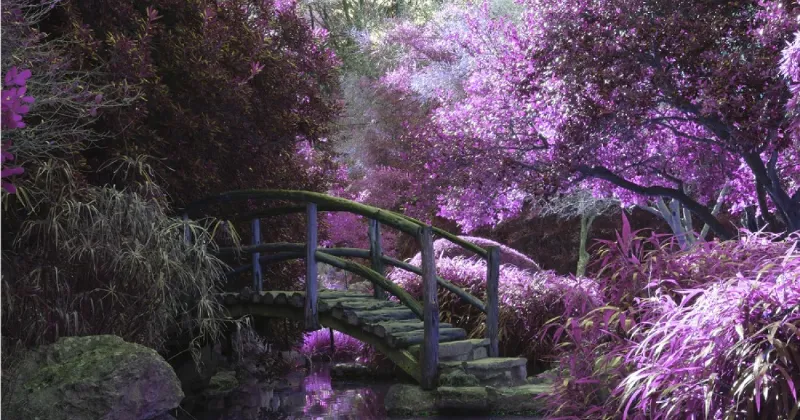 La simbología del lila en las tradiciones religiosas